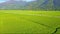 Aerial view of road and small figure among rice fields