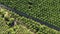 Aerial view of road through tropical nature in Thailand