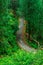 Aerial View Roads in Tree Forest