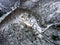 Aerial view rock with medieval castle on it near moselle river in Brodenbach winter with forest snow in the background