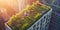 Aerial view of rooftop vegetable garden plants growing on top of building roof