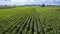 Aerial view Rows of cassava in farm pattern. Copy space for background. Aerial view Baby cassava or manioc plant on field. Cassav