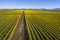 Aerial View of Rows of Daffodils Growing in the Skagit Valley, Washington.