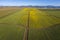 Aerial View of Rows of Daffodils Growing in the Skagit Valley, Washington.