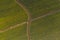 Aerial View of Rows of Daffodils Growing in the Skagit Valley, Washington.