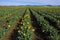 Aerial View of Rows of Daffodils Growing in the Skagit Valley, Washington.