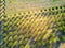 Aerial view of rows of fruit trees in Provence, Southern France
