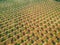 Aerial view of rows of fruit trees in Provence, Southern France