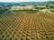 Aerial view of rows of fruit trees in Provence, Southern France