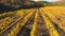 AERIAL VIEW. Rows Of Grapes Fields At Fall Season