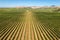Aerial view of rows of grapevine growing in vineyards in Marlborough, New Zealand