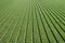 Aerial view of rows of green lettuce forming an abstract pattern of lines moving towards perspective into the distance