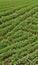 Aerial view of rows of green soybean plants in a field.