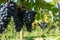 Aerial view on rows of Merlot red grapes in Saint-Emilion wine making region in Pomerol, right bank in Bordeaux, ripe and ready