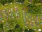 Aerial view of rows of parked colorful cars at lush green campsite