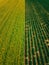 Aerial view of Rows of potato and rapeseed field. Yellow and green agricultural fields in Finland.