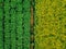 Aerial view of Rows of potato and rapeseed field. Yellow and green agricultural fields in Finland.