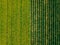 Aerial view of Rows of potato and rapeseed field. Yellow and green agricultural fields in Finland.