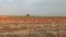 AERIAL VIEW. Rows Of Sacks Of Harvested Onion On