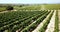 Aerial view of rows of vineyard grape vines at sunny day