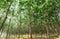 Aerial view rubber tree forest plantation, Top view of rubber latex tree and leaf plantation