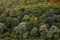 Aerial view Rubber tree forest, Top view of rubber tree and leaf plantation