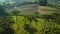 Aerial view of rural area with field, araucaria trees and soft sunlight in Santa Catarina, Brazil