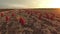 AERIAL VIEW. Sacks Of Harvested Onions In Field At