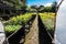 Aerial view of seedling beds of various plants used for reforestation in farms and condominiums