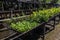 Aerial view of seedling beds of various plants used for reforestation in farms and condominiums