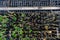 Aerial view of seedling beds of various plants used for reforestation in farms and condominiums
