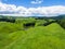 Aerial view sheep farm hill, Rotorua, New Zealand