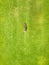 Aerial view of small figure of man worker trimming green grass with mowing mashine on football stadium field in summer