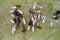 Aerial view of a small mixed flock of sheep and goats. Shooting from a drone