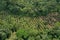 Aerial view of a small plantation of achiote that is located within tropical rainforest and of which the left half has been