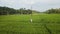 Aerial view of solo woman in dress stands in rice field. Serene tropical landscape embrace, explore rural Asia. Traveler