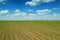 Aerial view soybean field. Young Soybean Aerial View.