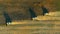 Aerial view Soybean harvest. Three harvesters harvesting soybeans in a field at sunset, top view.