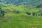 Aerial view of spectacular rice terraces