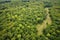 aerial view of sprawling primeval woodland