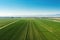 aerial view of a sprawling watermelon field under a clear sky