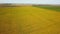 Aerial view of spring rapeseed flower field. Rapeseed yellow field