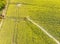 Aerial view from the sprinkler system to supply the plants with water from a blooming field with oilseed Brassica napus