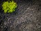 Aerial view of the stark contrast between a massive landfill of used car tires and the surrounding green trees. Tire