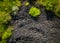 Aerial view of the stark contrast between a massive landfill of used car tires and the surrounding green trees. Tire