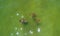 Aerial view of stingrays in the gulf of Mexico in Perdido key beach, Florida