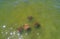 Aerial view of stingrays in the gulf of Mexico in Perdido key beach, Florida