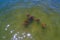 Aerial view of stingrays in the gulf of Mexico in Perdido key beach, Florida