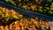 Aerial view of straight forest road in the mountains. Colourful landscape with rural road, trees with yellow leaves at sunset