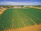 Aerial view of straight rows of green crops.